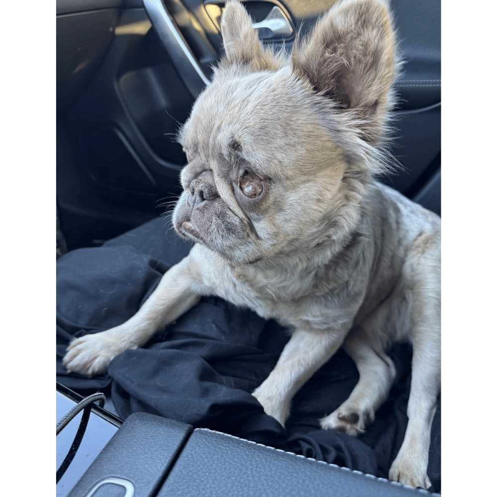 Rescue of Abandoned French Bulldog Puppy