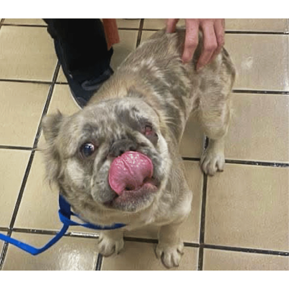 Rescue of Abandoned French Bulldog Puppy