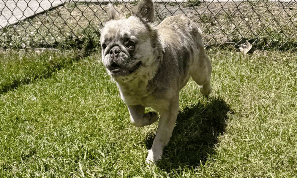 Rescue of Abandoned French Bulldog Puppy
