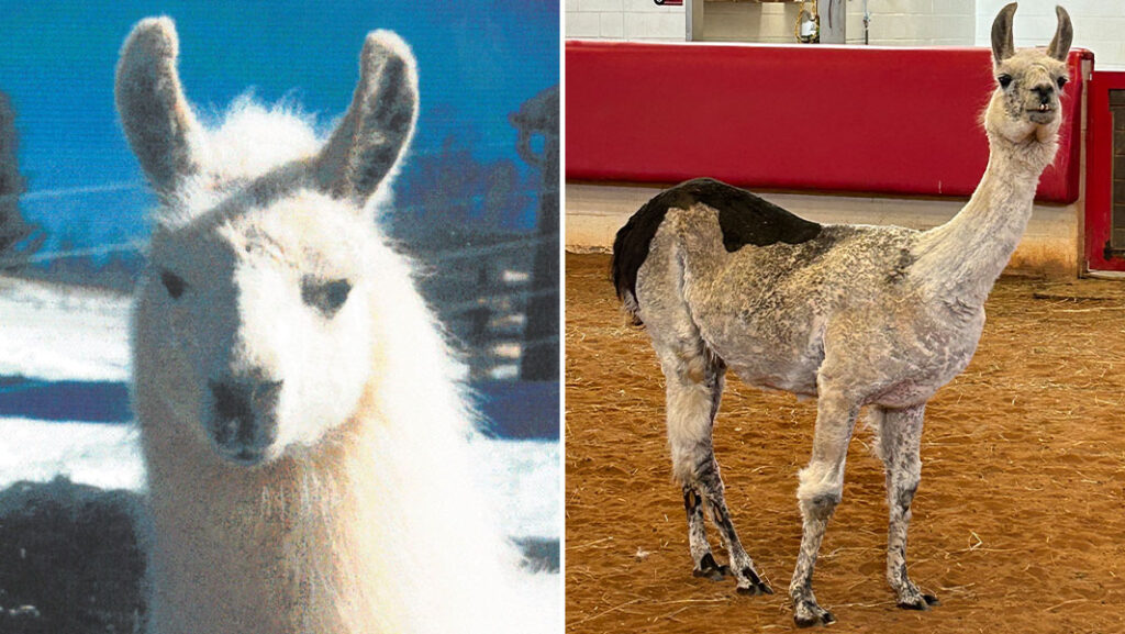 Whitetop The Oldest Living Llama