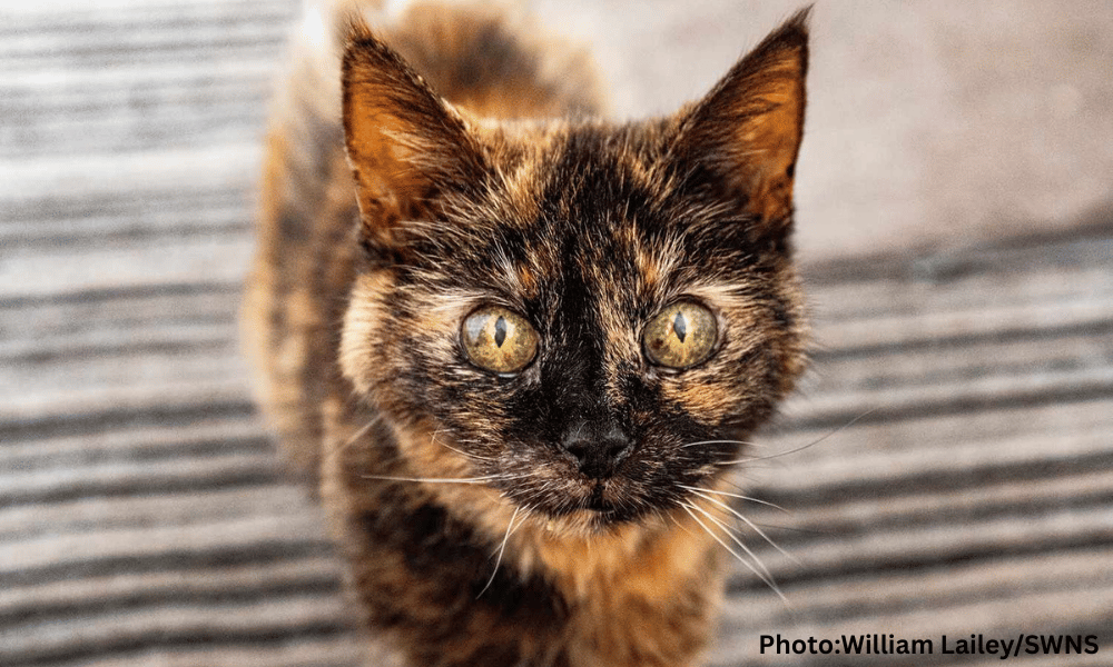 World's Oldest Cat's