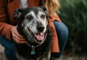 adopting a senior dog