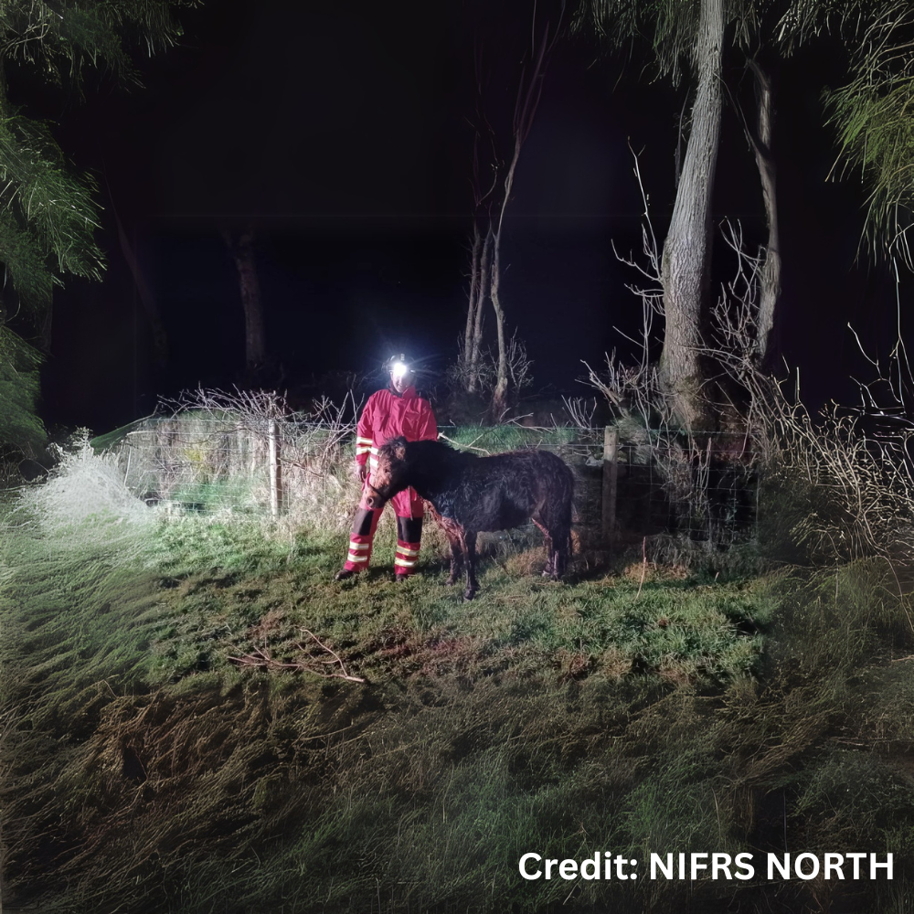 firefighter save horse