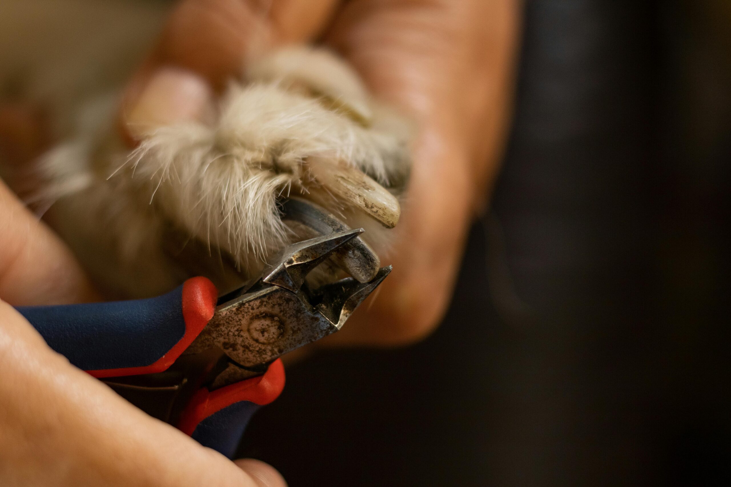 Dog having nails trimmed