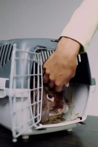 Create the Perfect First Aid Kit for Small Pets
