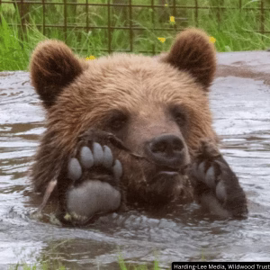War Refugee Bear Cubs Find New Home