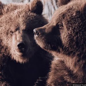 War Refugee Bear Cubs Find New Home